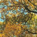 autumn canopy